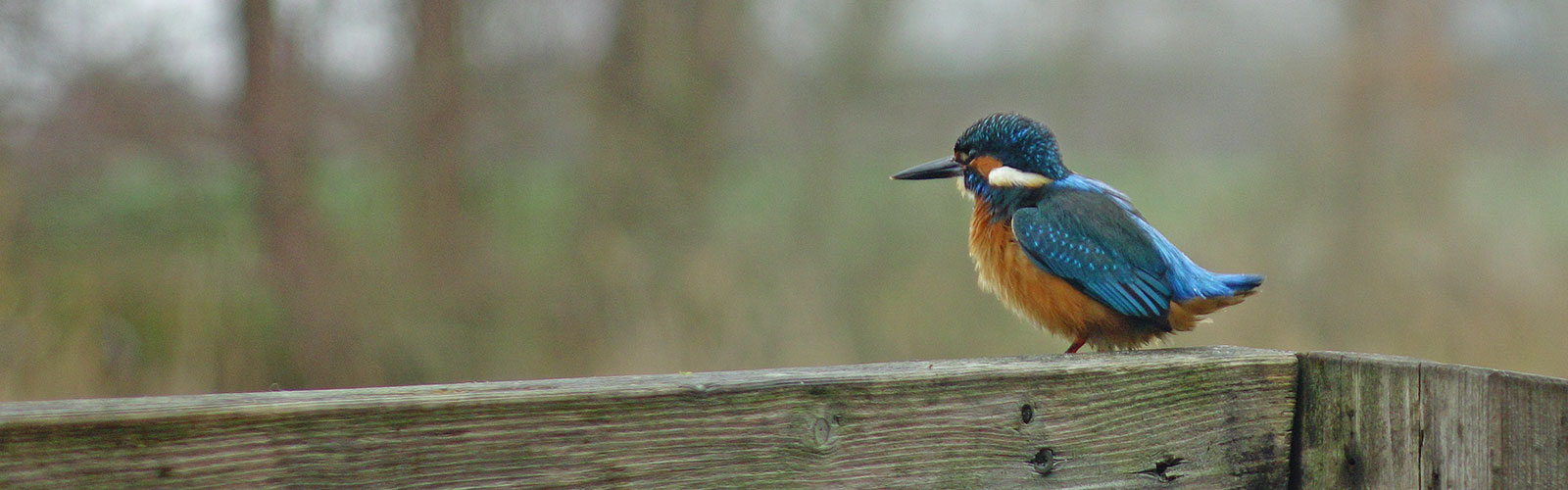 Eisvogel am Bootshaus